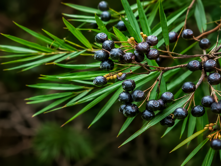 saw palmetto prostate supplements dosing